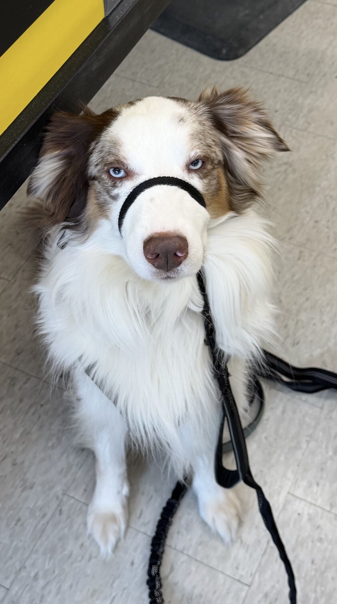 Image of Chevy Denali