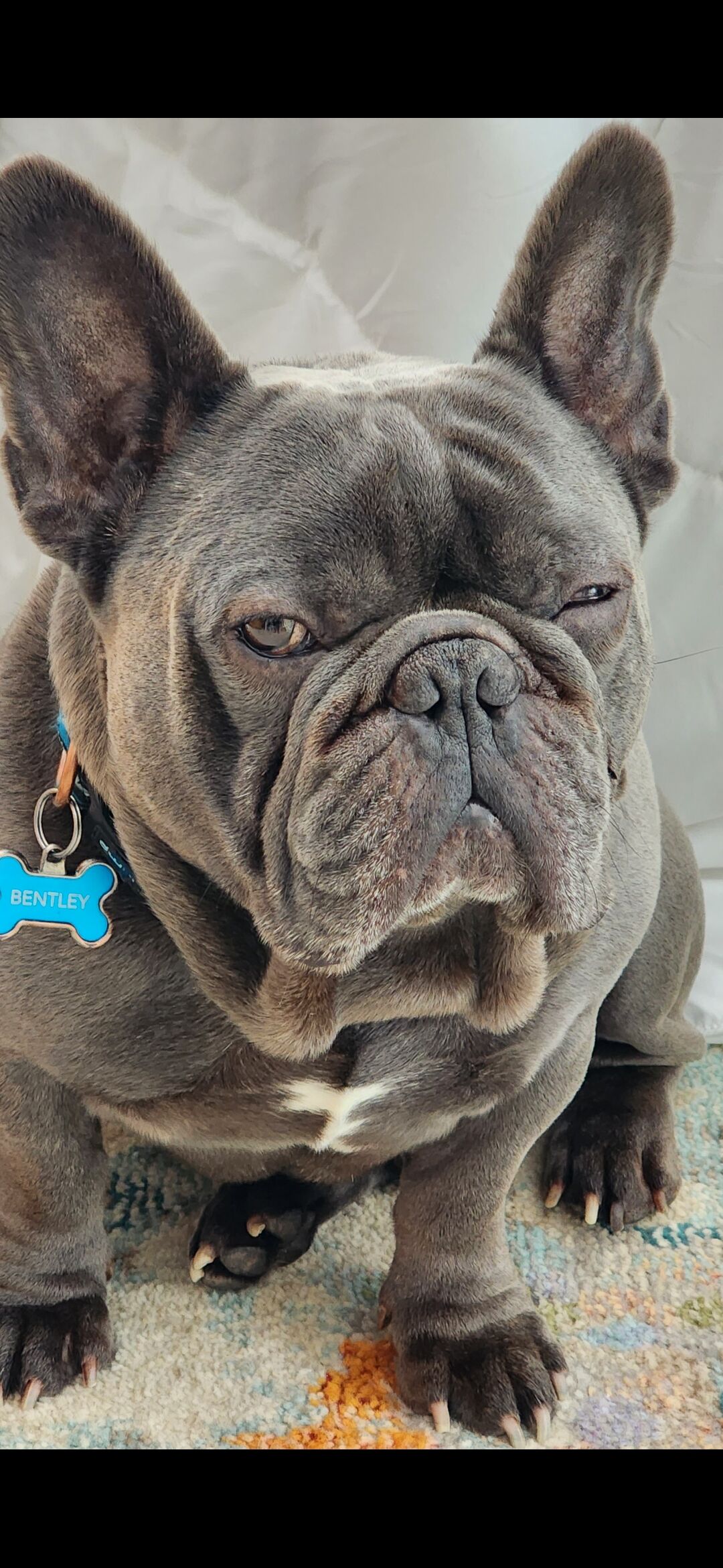 Image of Bentley